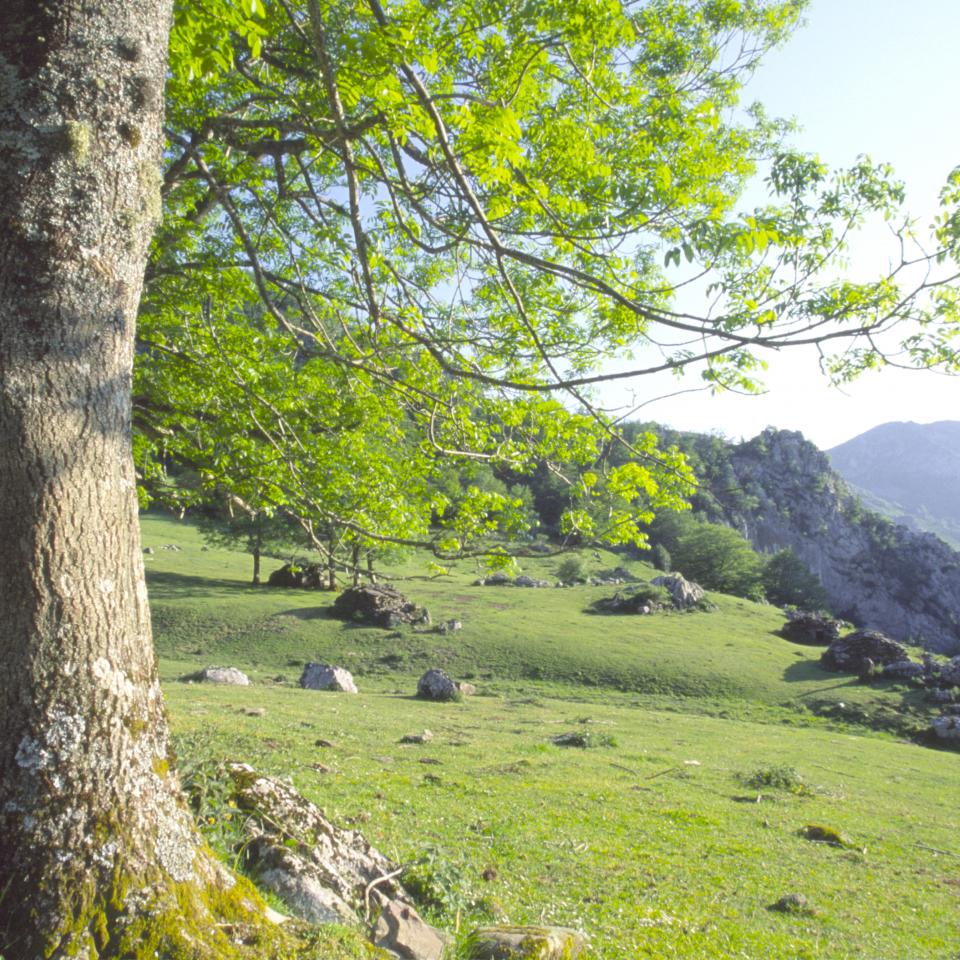 AYUDAS LEADER ALTO NALÓN